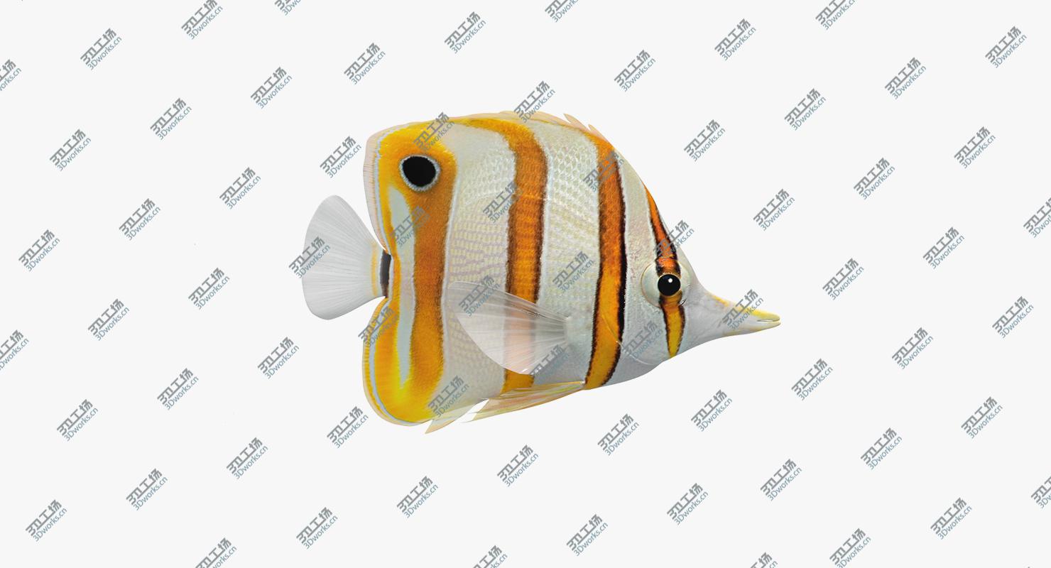 images/goods_img/2021040161/3D Copperband Butterflyfish (Animated)/2.jpg